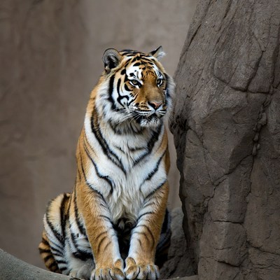 Tiger sitting by rock