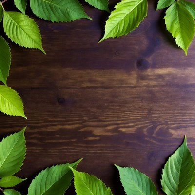 Green leaves border on wooden surface