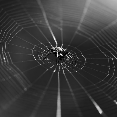 Spider on intricate web