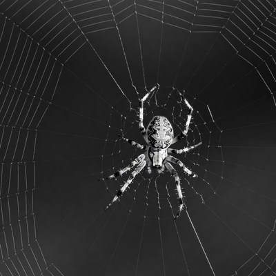 Spider on intricate web