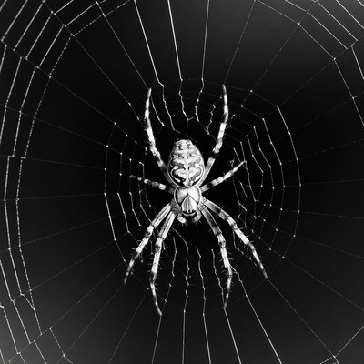 Spider on web