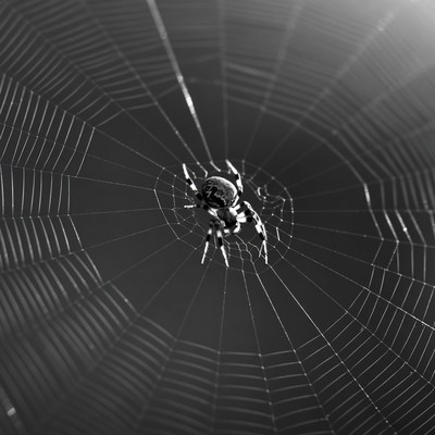 Spider in web closeup