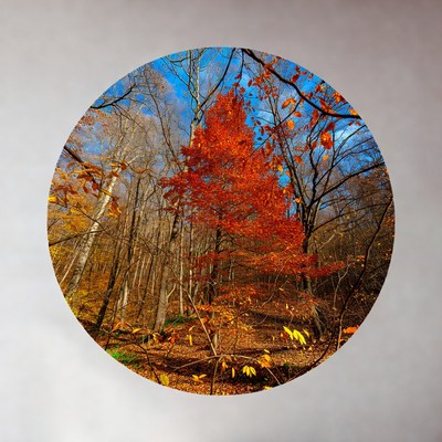 Vibrant Red Autumn Tree in Forest
