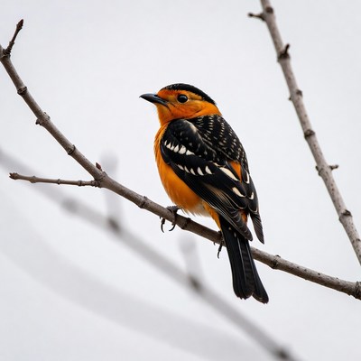 Orange-breasted Bunting on Branch