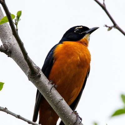 Black-and-orange bird on branch