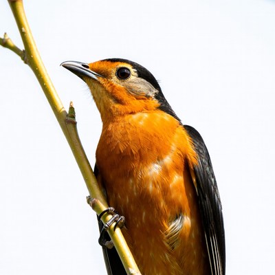 Orange and black bird on branch