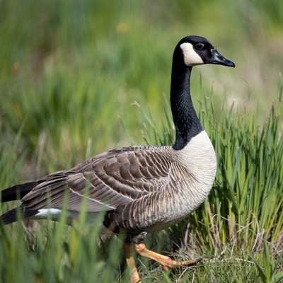 Canada Goose Standing in Grass