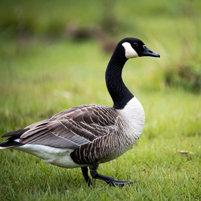 Canada Goose Standing in Grass