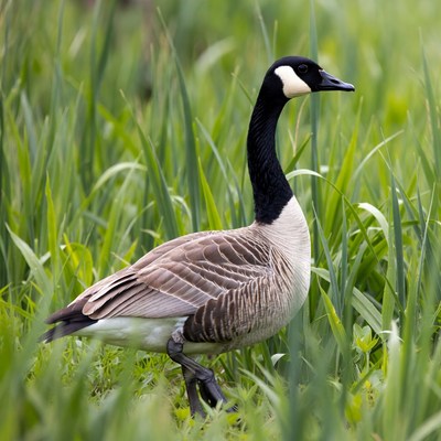 Canada Goose Standing in Grass