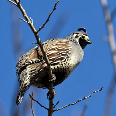 California Quail perched on branch