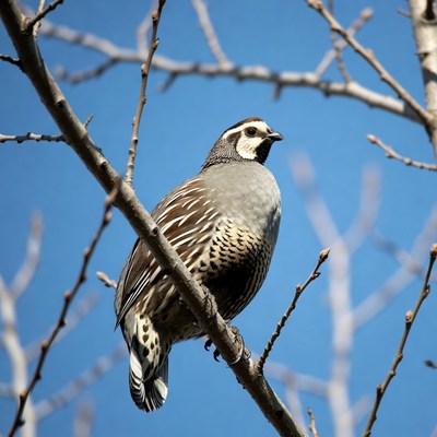 California Quail perched on branch