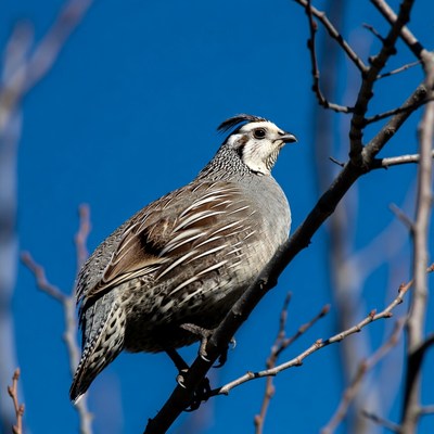 California Quail on branch