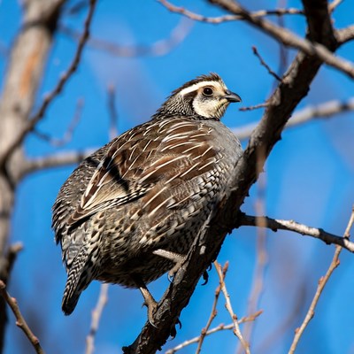 California Quail on branch