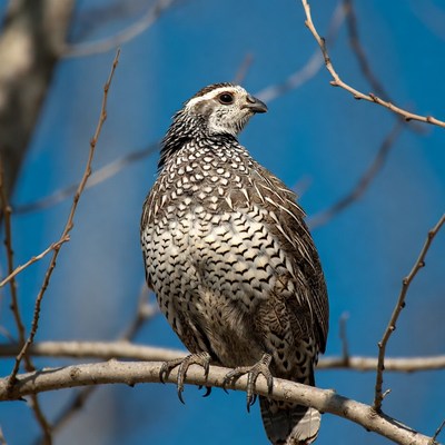 Gambel's Quail on branch