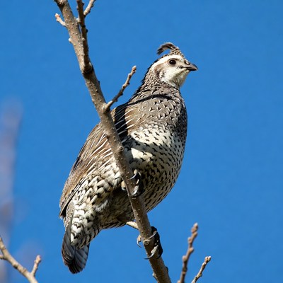 Gambel's Quail on branch