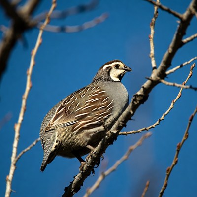 California Quail on branch