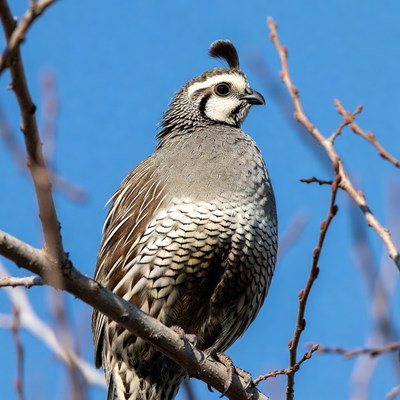 California Quail on branch