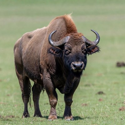 Buffalo standing in green grass
