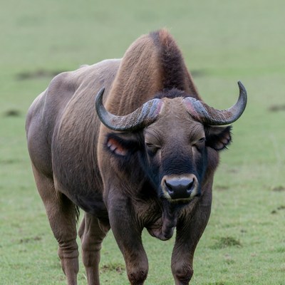 Water Buffalo Standing in Grass