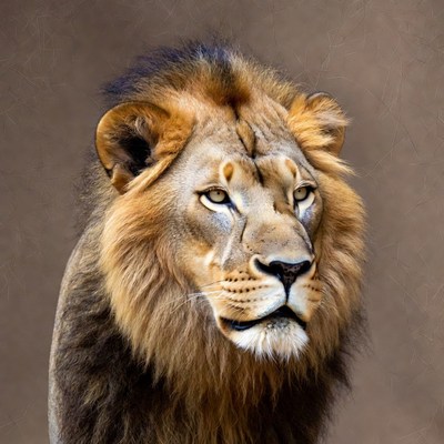 Majestic lion close-up portrait