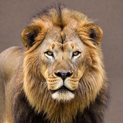 Close-up lion face portrait