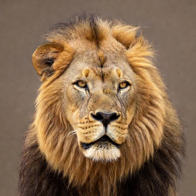 Lion with majestic mane