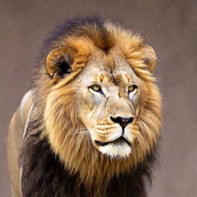 Majestic lion with thick mane