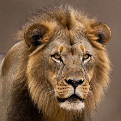 Close-up of majestic lion face