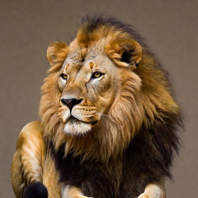 Majestic lion close-up portrait