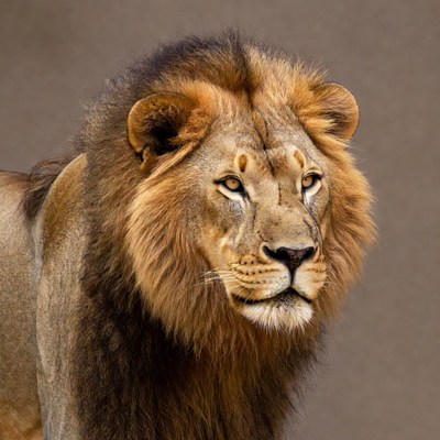 Majestic lion close-up portrait