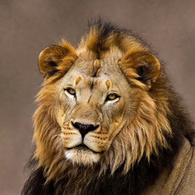 Majestic Lion Close-Up Portrait
