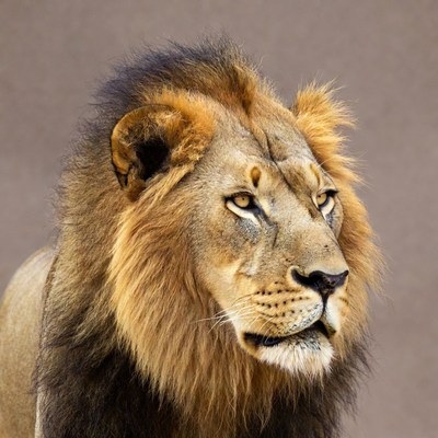 Majestic lion close-up portrait