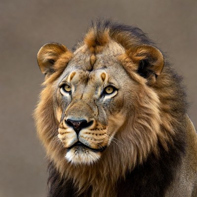 Close-up of majestic male lion