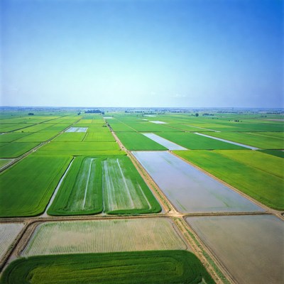 Aerial View of Rice Paddy Fields