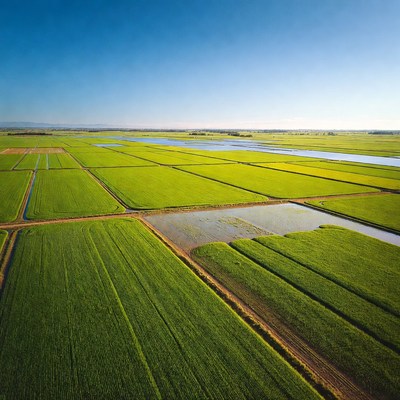 Aerial View of Rice Paddy Fields