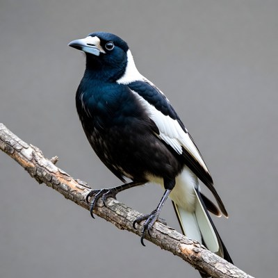 Magpie perched on branch
