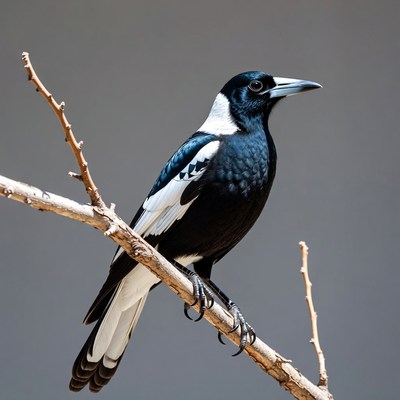 Magpie perched on branch