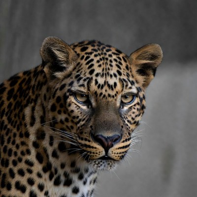 Leopard close-up portrait