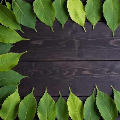 Green leaves frame on wooden surface