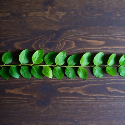 Green leaves branch on wooden surface