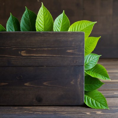 Green leaves in wooden crate