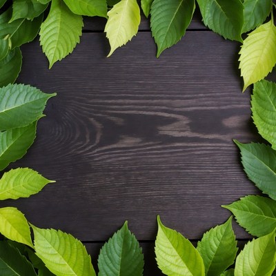 Green Leaves Frame on Dark Wood