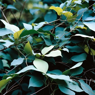 Lush Green and Yellow Leaves Closeup