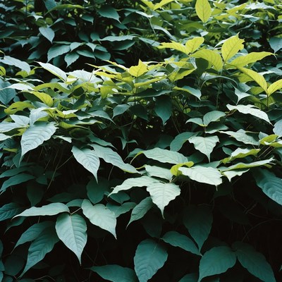 Lush Green Leafy Plant Foliage