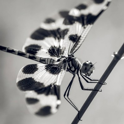 Spotted Dragonfly on Stem
