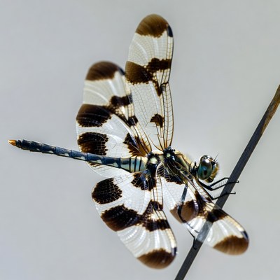 Dragonfly perched on reed