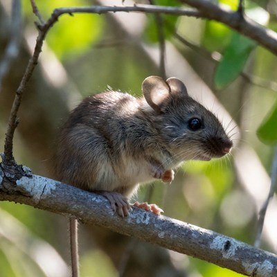 Mouse perched on tree branch