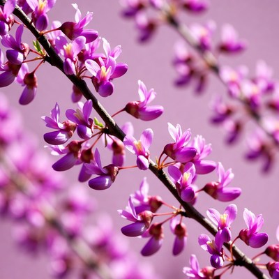Purple blossoms on branch