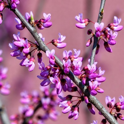Purple Redbud Flowers on Branches