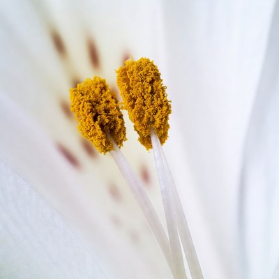 White Lily Flower Stamens Closeup